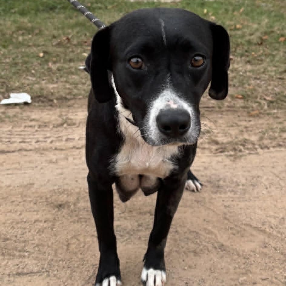 Polly, ADOPTABLE, Adult Female Beagle.