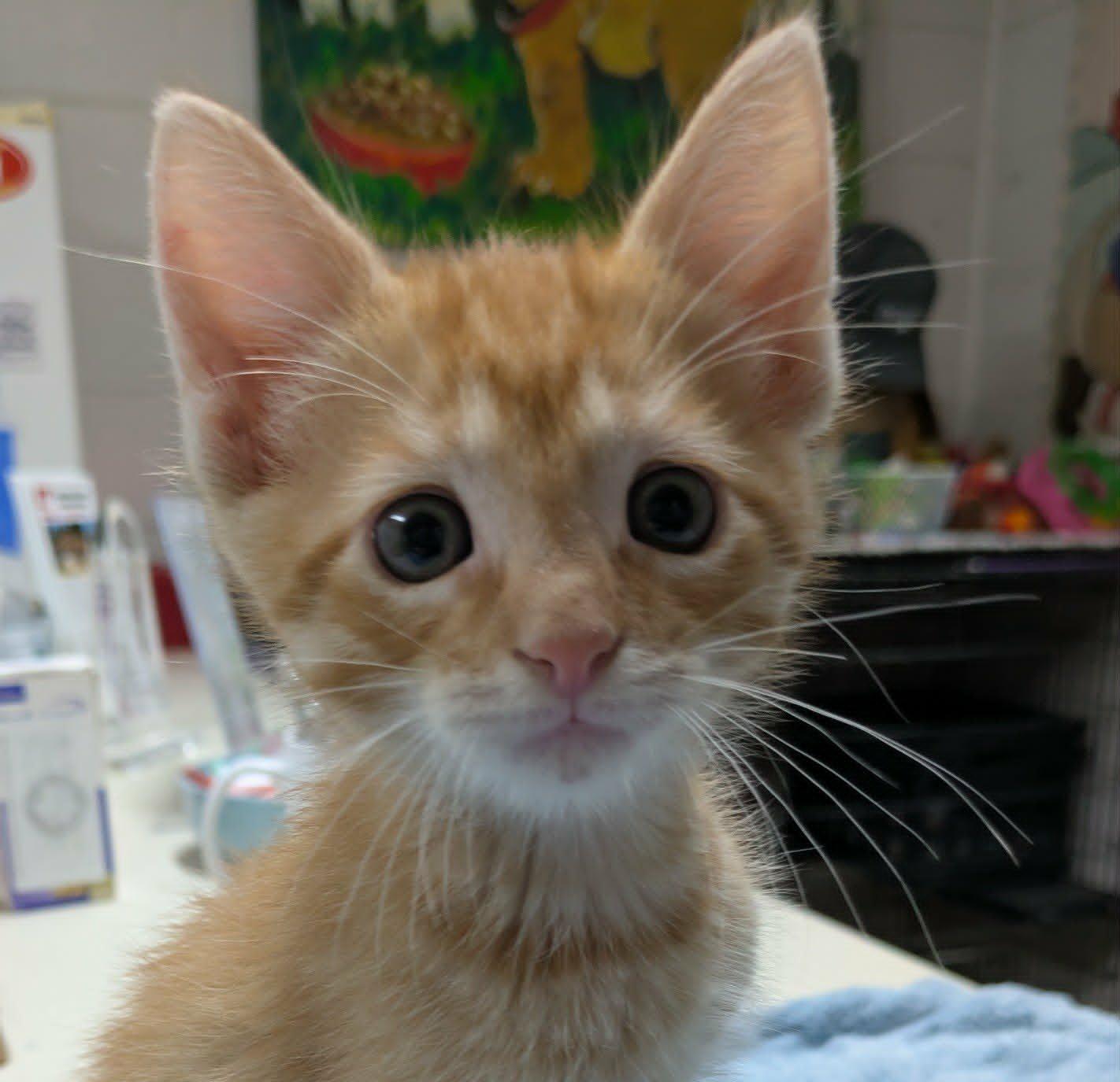 Enlarge Otto, a ADOPTABLE mixed breed in Ozark, AL image 1/1