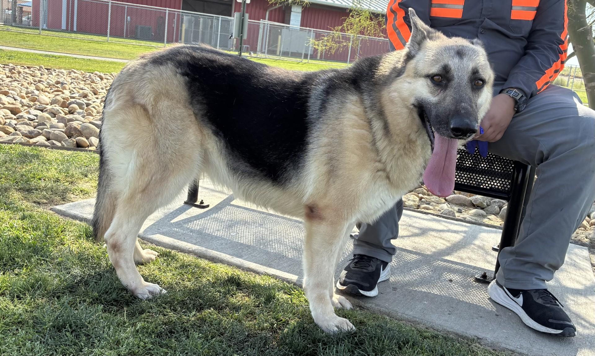 Enlarge MICHELL, a Adoptable German Shepherd Dog in Delano, CA image 2/5