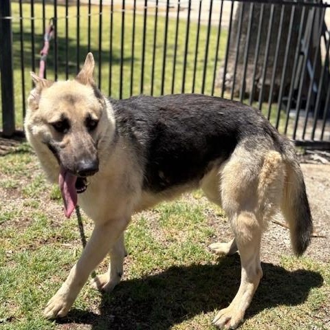 Enlarge MICHELL, a Adoptable German Shepherd Dog in Delano, CA image 3/5
