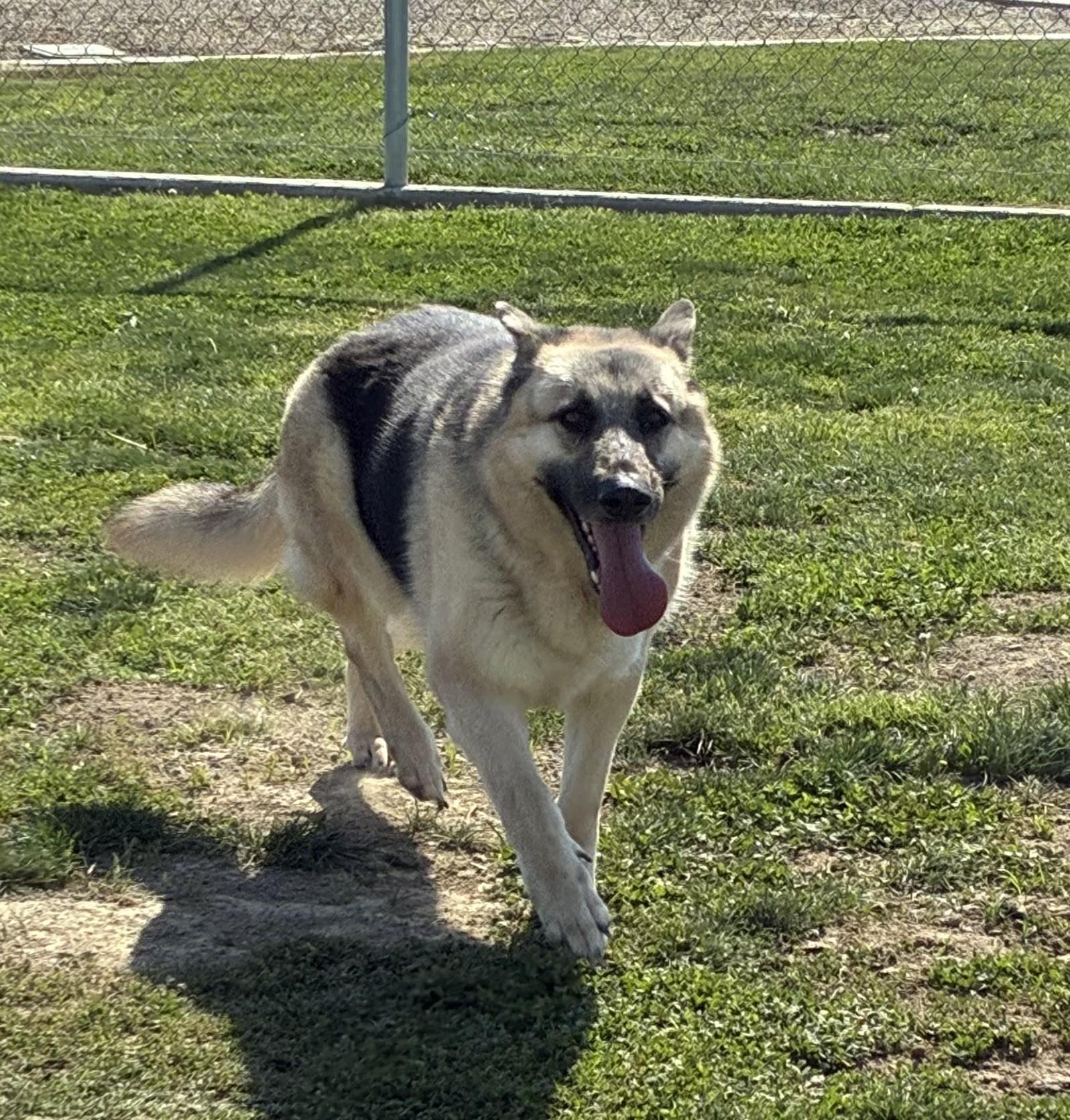 MICHELL, Adoptable, Adult Female German Shepherd Dog.