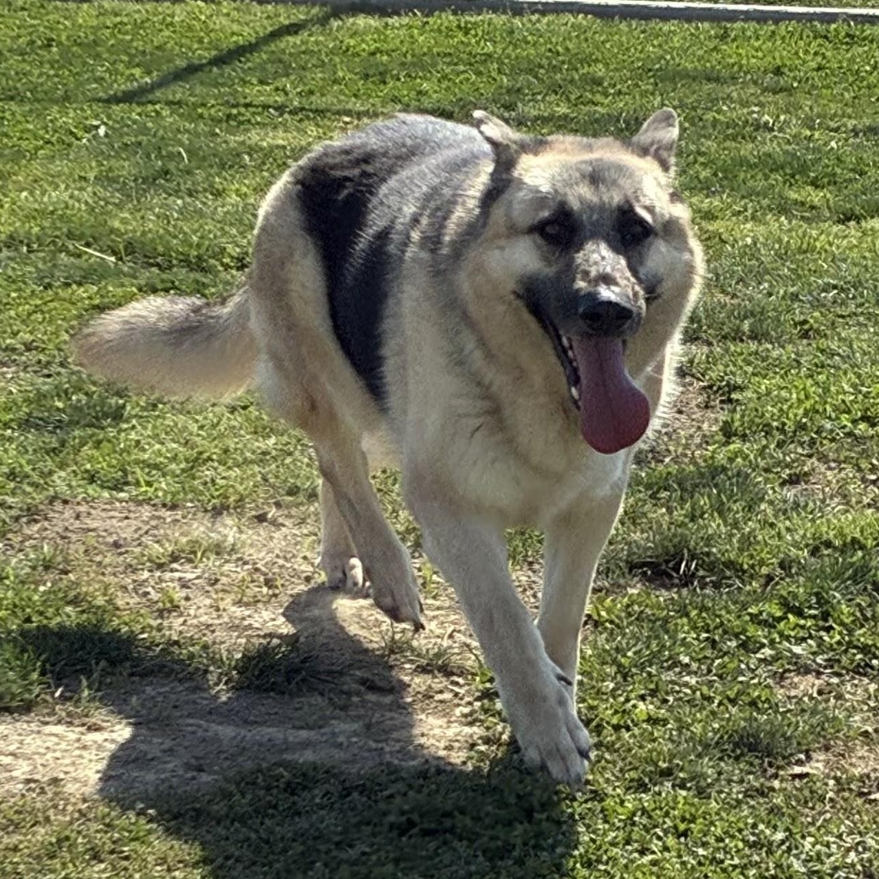 Enlarge MICHELL, a Adoptable German Shepherd Dog in Delano, CA image 1/5