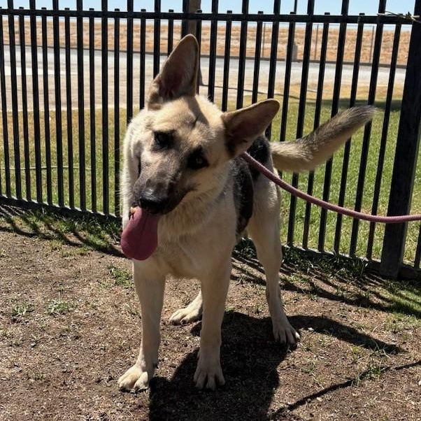 Enlarge MICHELL, a Adoptable German Shepherd Dog in Delano, CA image 4/5
