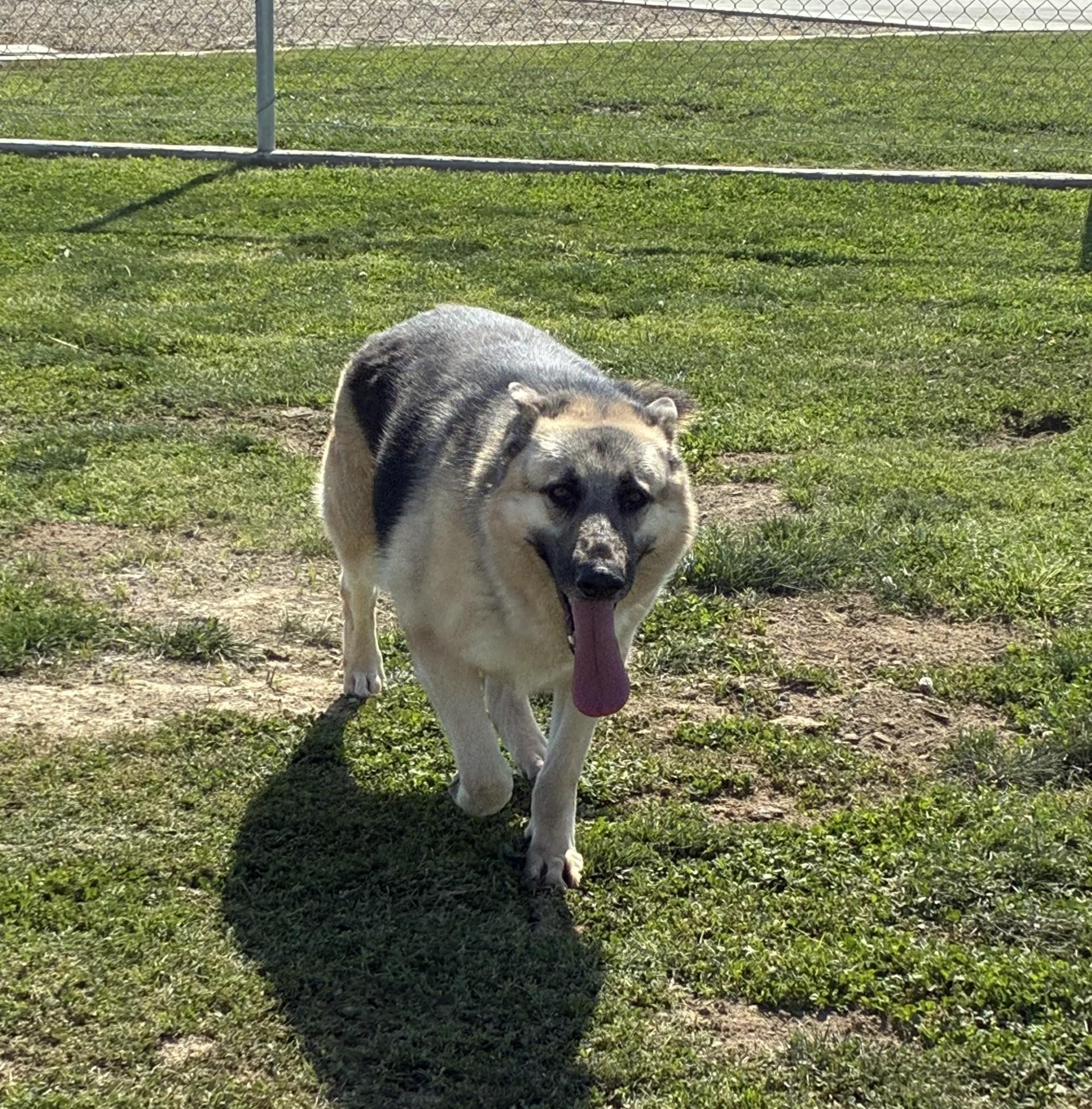 Enlarge MICHELL, a Adoptable German Shepherd Dog in Delano, CA image 5/5