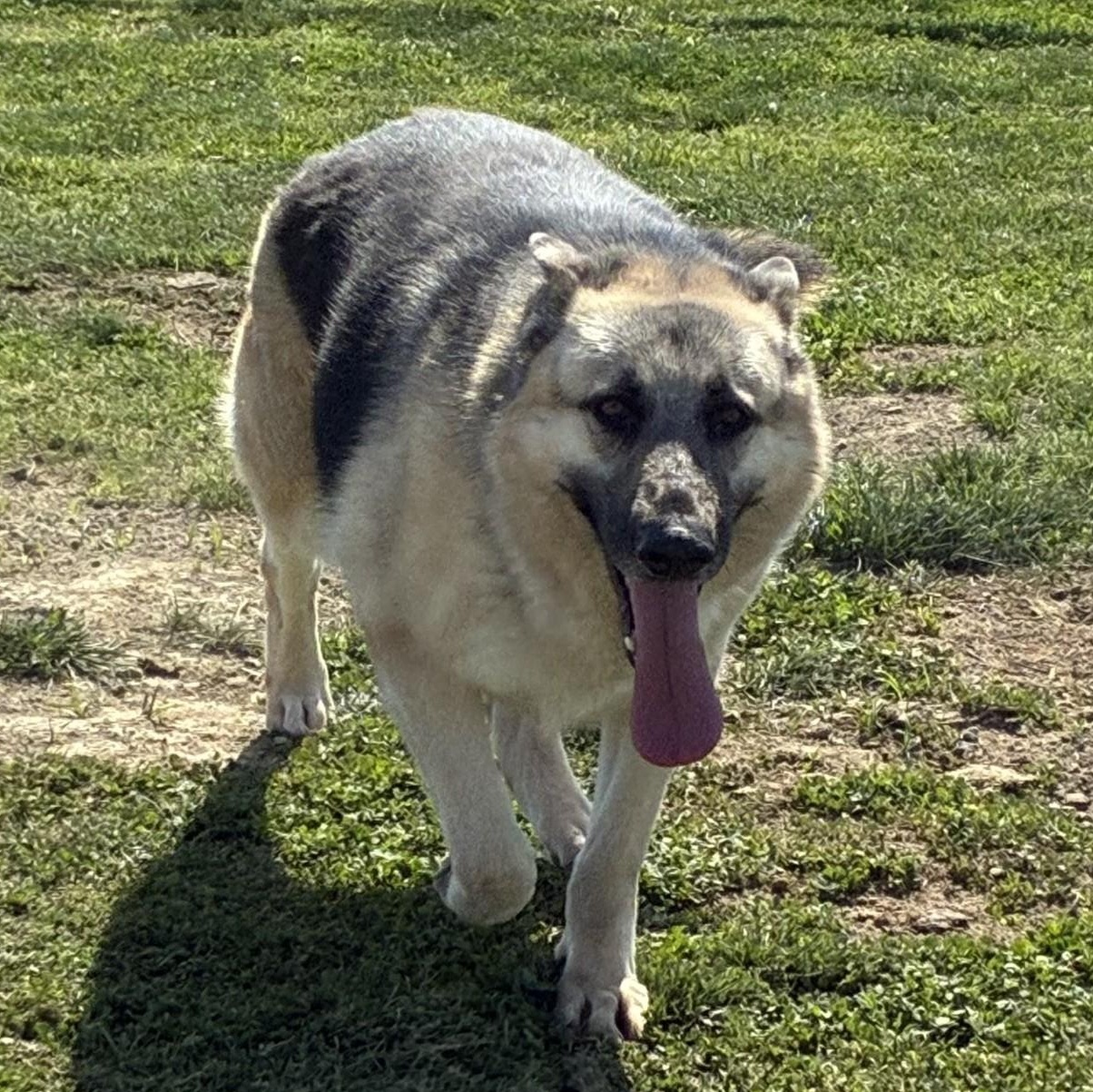 Enlarge MICHELL, a Adoptable German Shepherd Dog in Delano, CA image 3/5