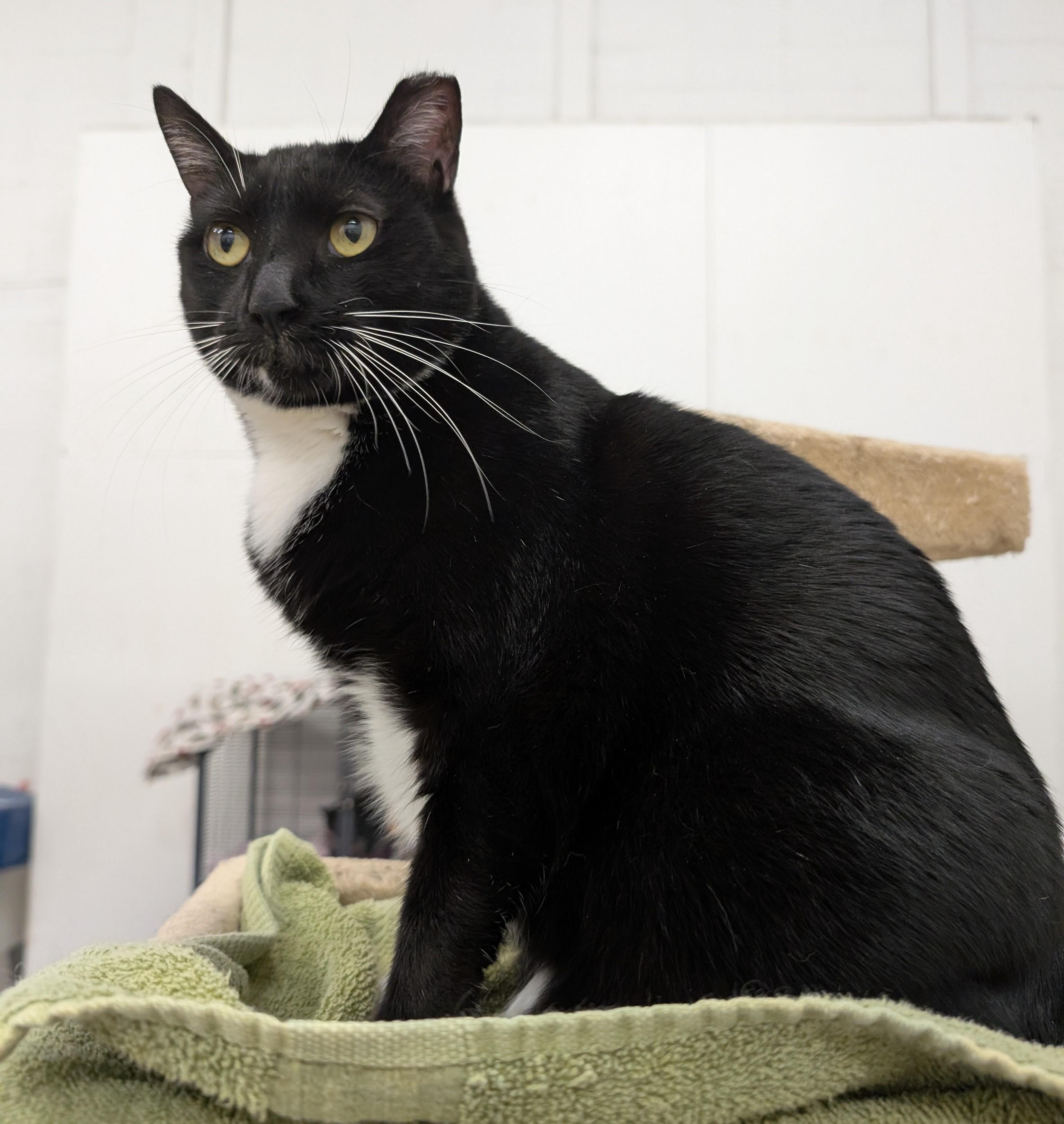 Enlarge Juniper, a Adoptable Domestic Short Hair in West Palm Beach, FL image 3/6