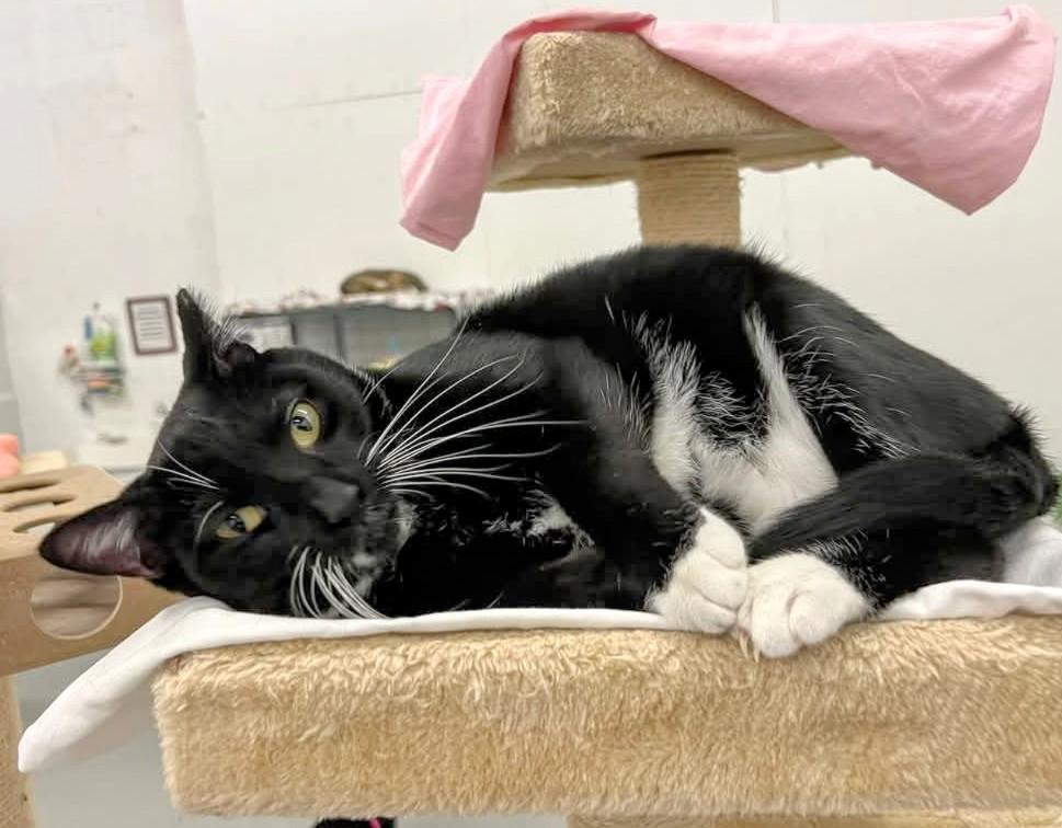 Enlarge Juniper, a Adoptable Domestic Short Hair in West Palm Beach, FL image 2/6