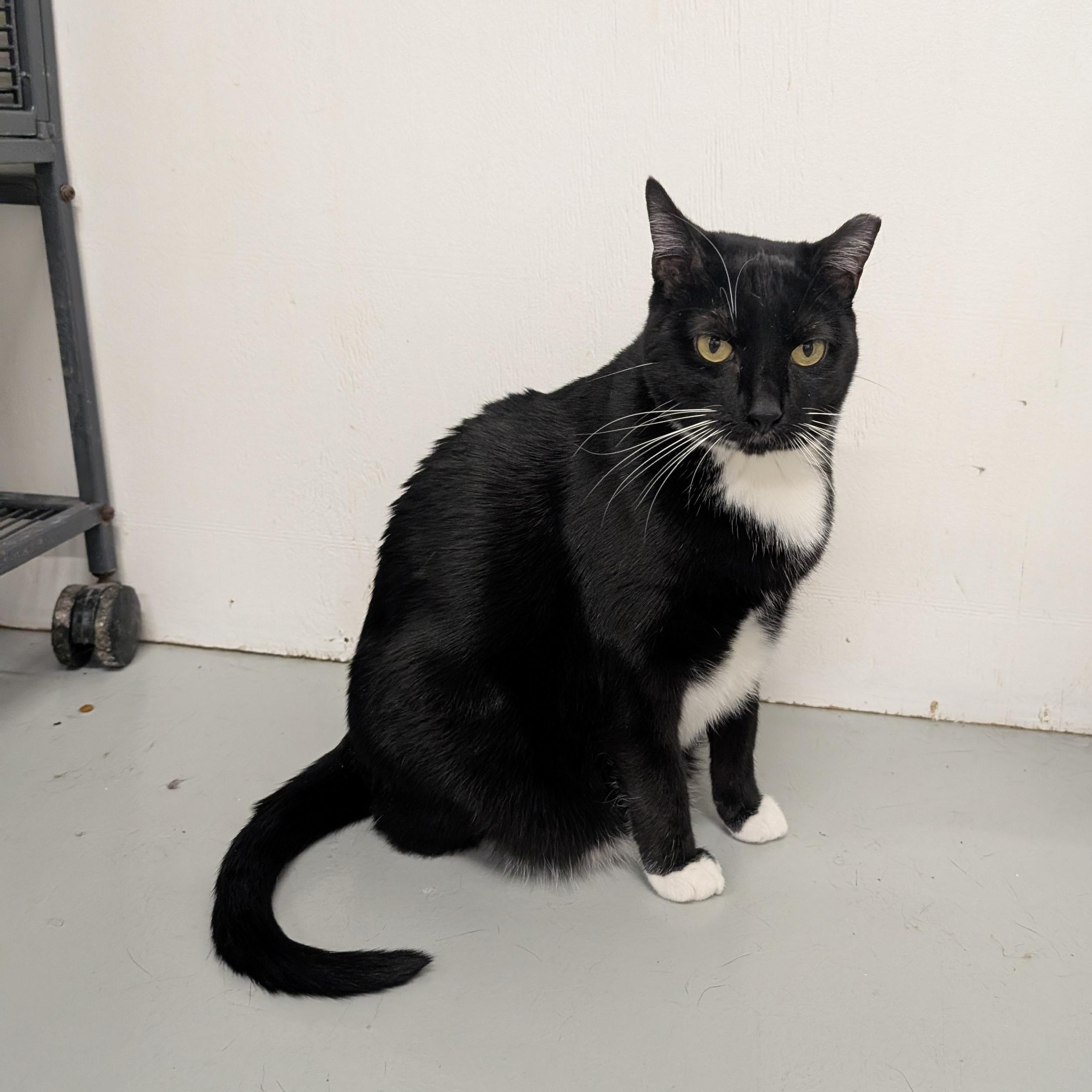 Enlarge Juniper, a Adoptable Domestic Short Hair in West Palm Beach, FL image 4/6