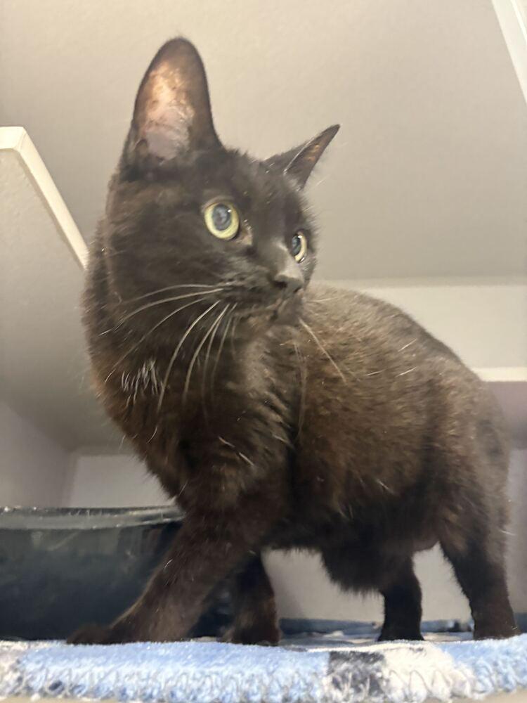 Dolores, Adoptable, Senior Female Domestic Short Hair.