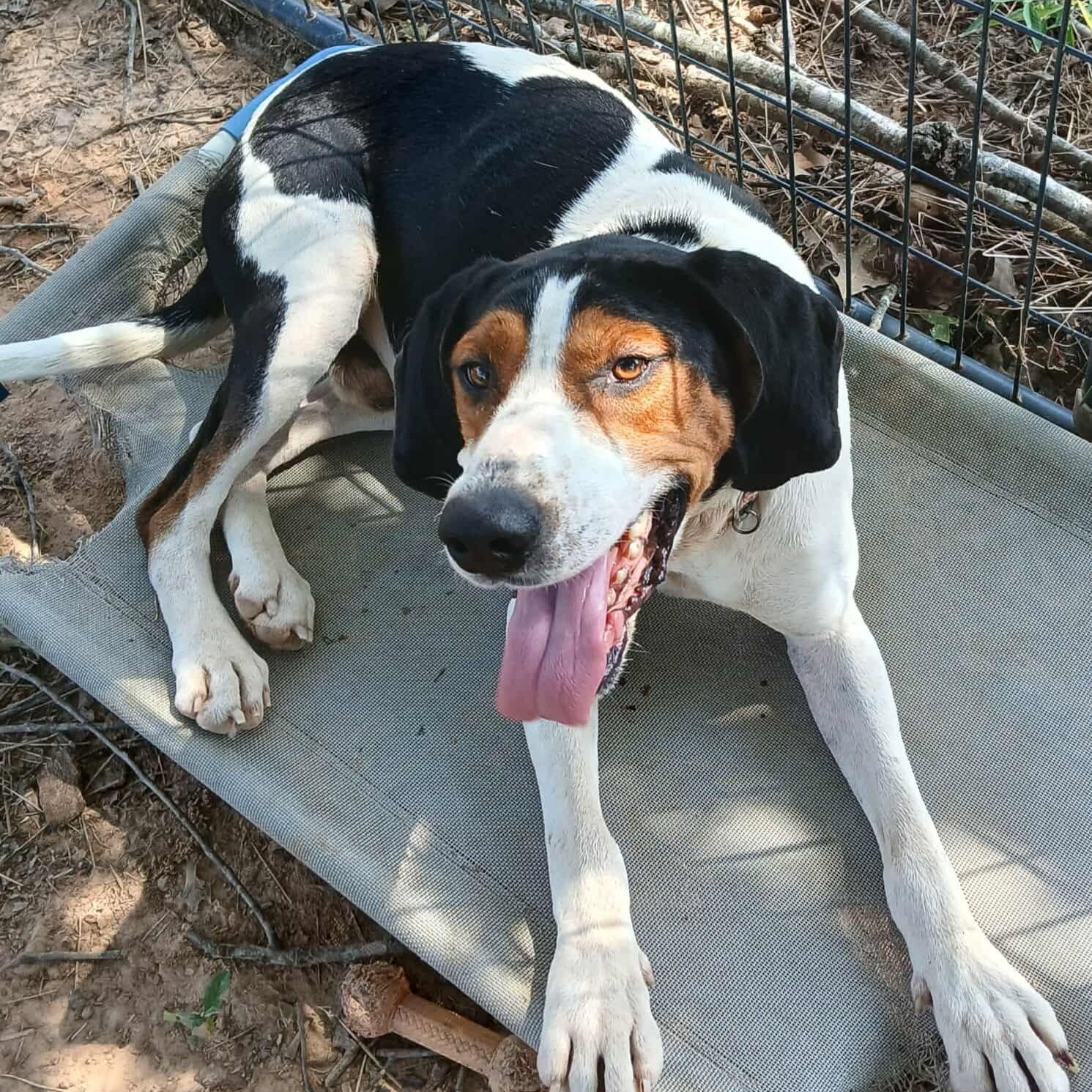 Towzer Todd, an adoptable Coonhound, Treeing Walker Coonhound in Wadena, MN, 56482 | Photo Image 5