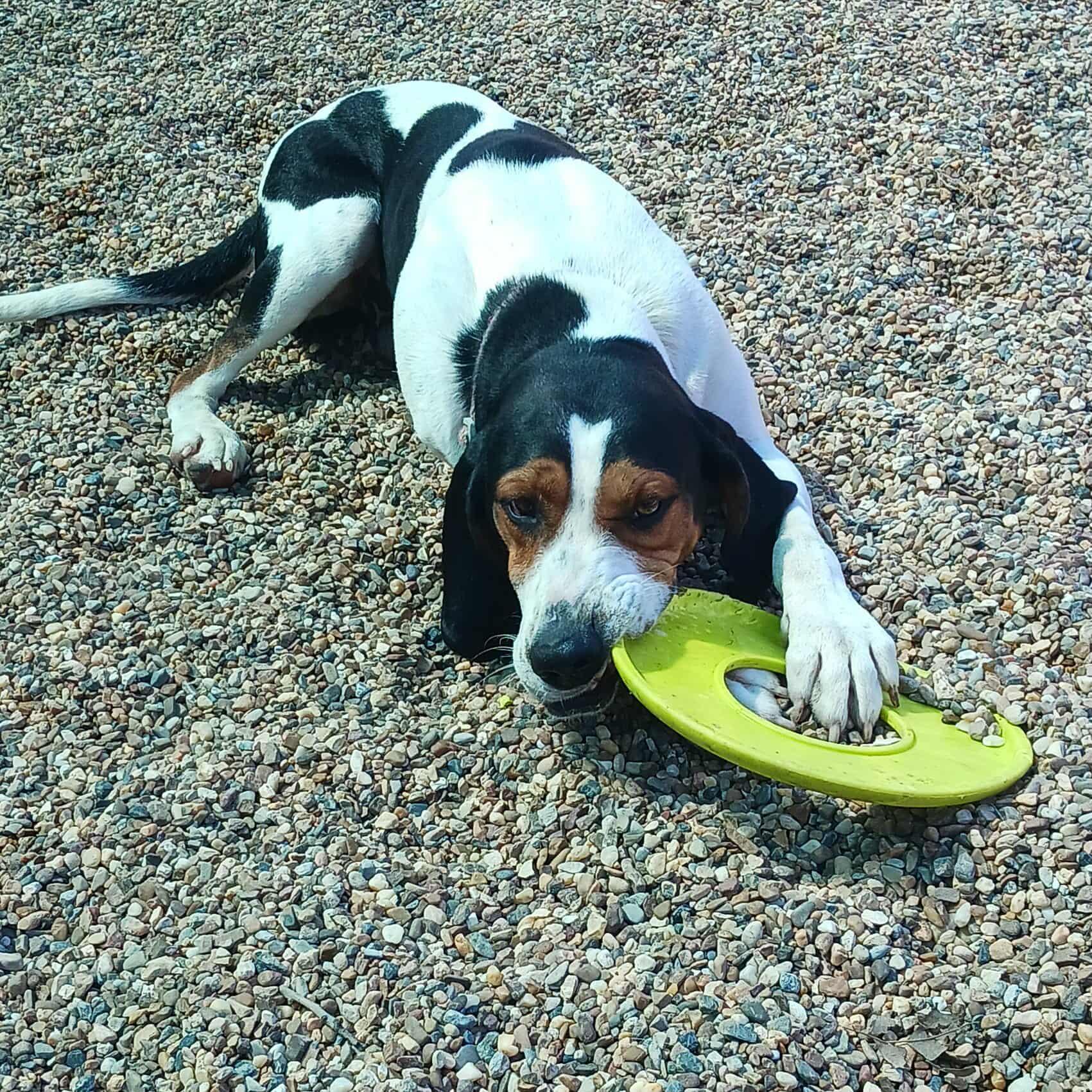 Towzer Todd, an adoptable Coonhound, Treeing Walker Coonhound in Wadena, MN, 56482 | Photo Image 6