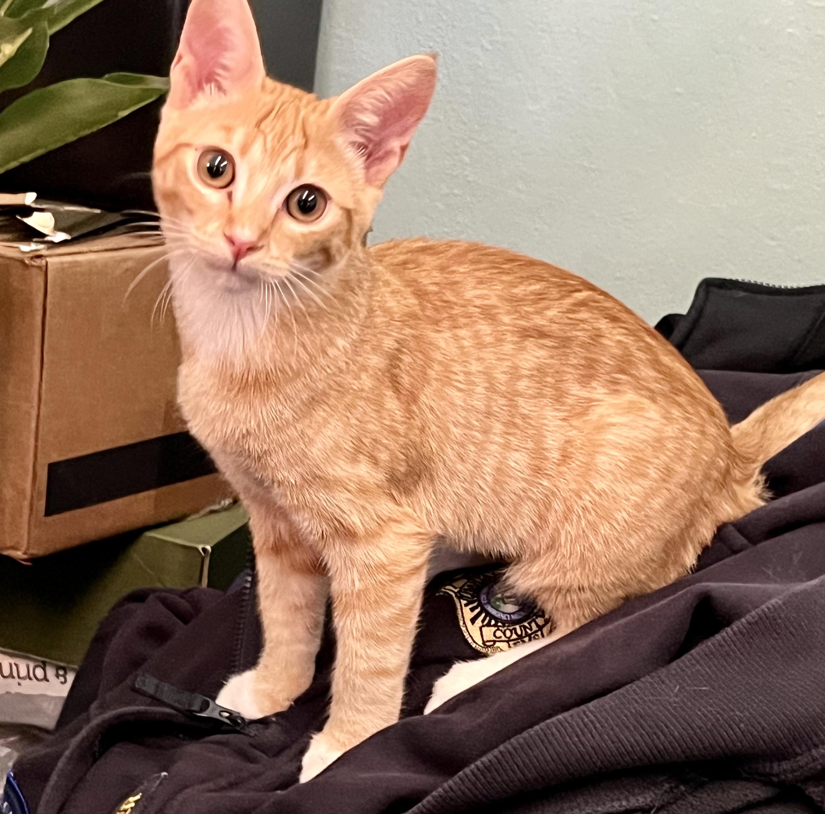Enlarge Peaches, a Adoptable Domestic Short Hair in Santa Cruz, CA image 5/6