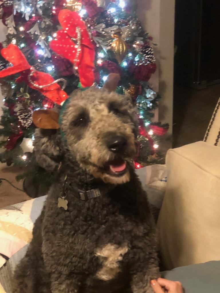 Huckleberry, Adopted, Adult Male Chesapeake Bay Retriever & Poodle.