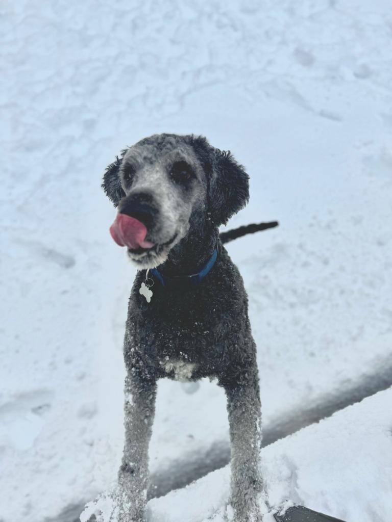 Enlarge Huckleberry, a Adopted mixed breed in Little Rock, AR image 2/4