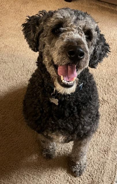 Enlarge Huckleberry, a Adopted mixed breed in Little Rock, AR image 3/4