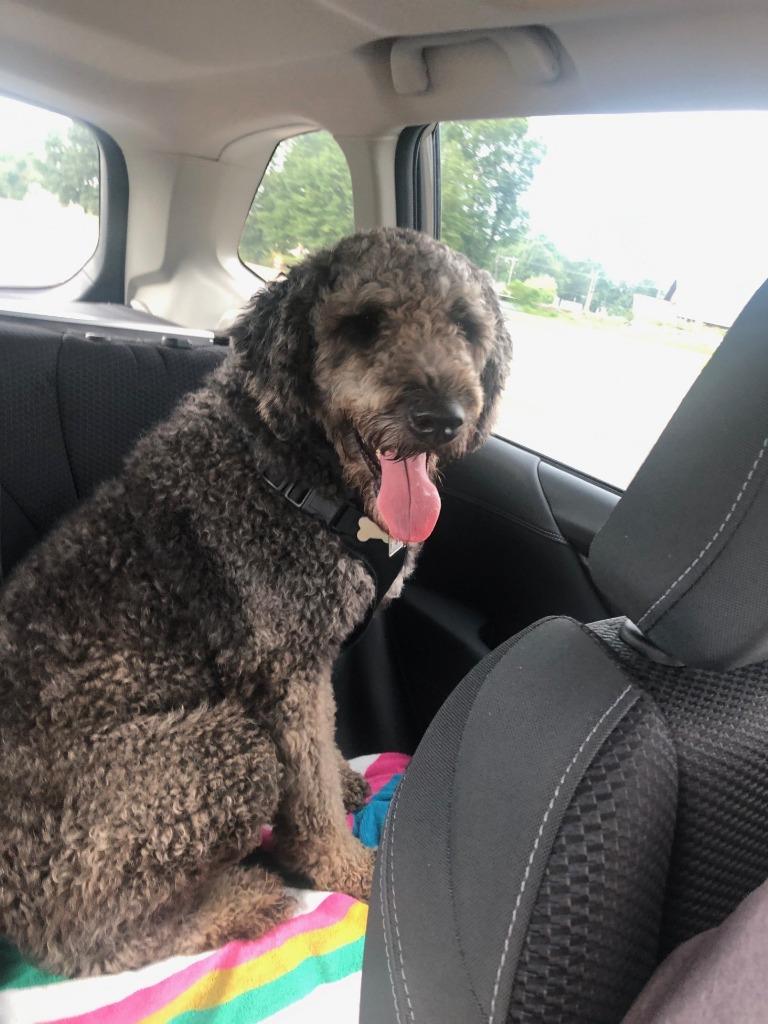 Enlarge Huckleberry, a Adopted mixed breed in Little Rock, AR image 4/4