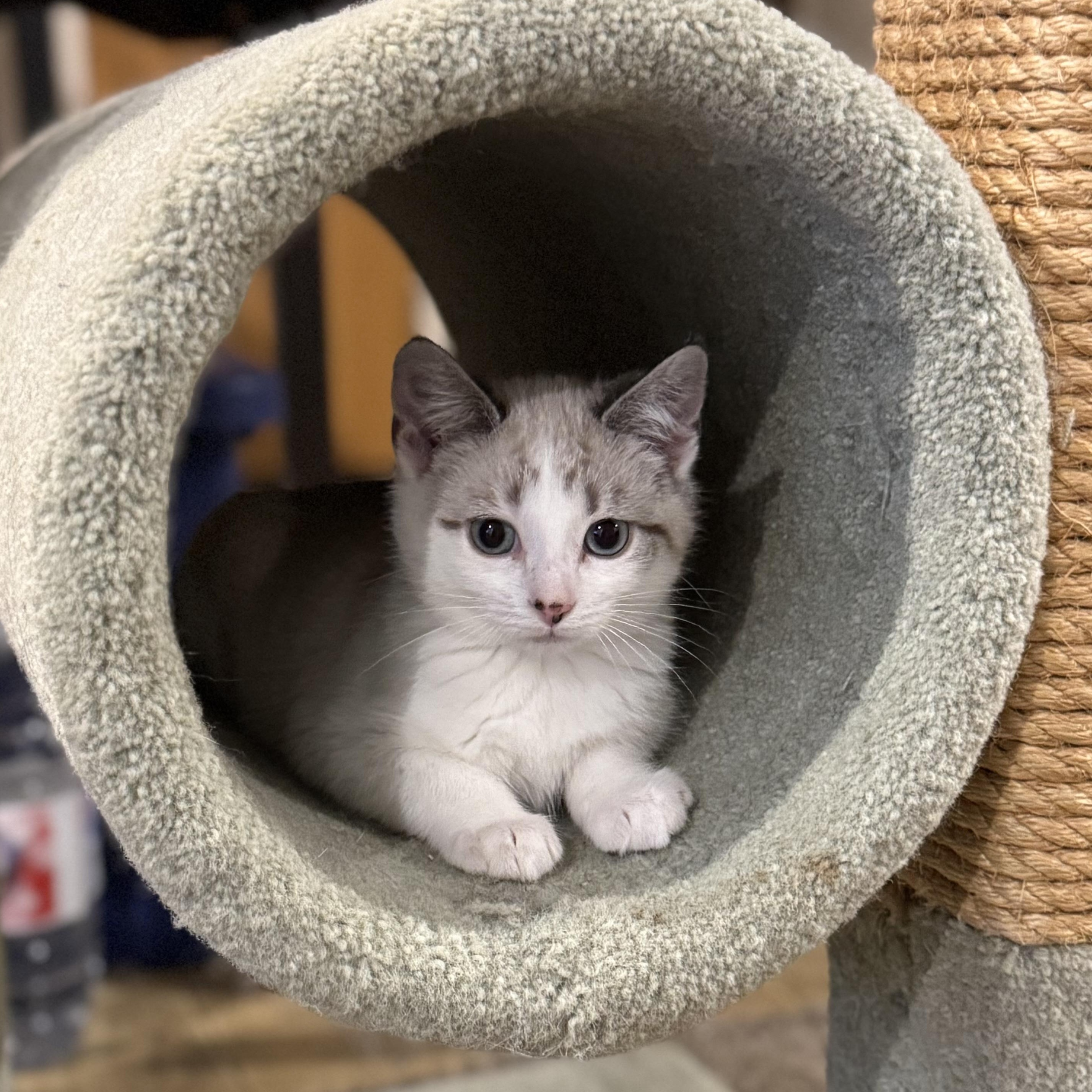 Moe, Adoptable, Kitten Male Domestic Short Hair.