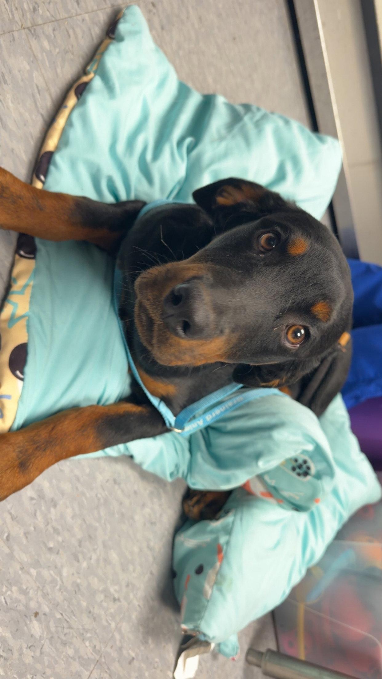 Dottie, Adopted, Young Female Rottweiler.