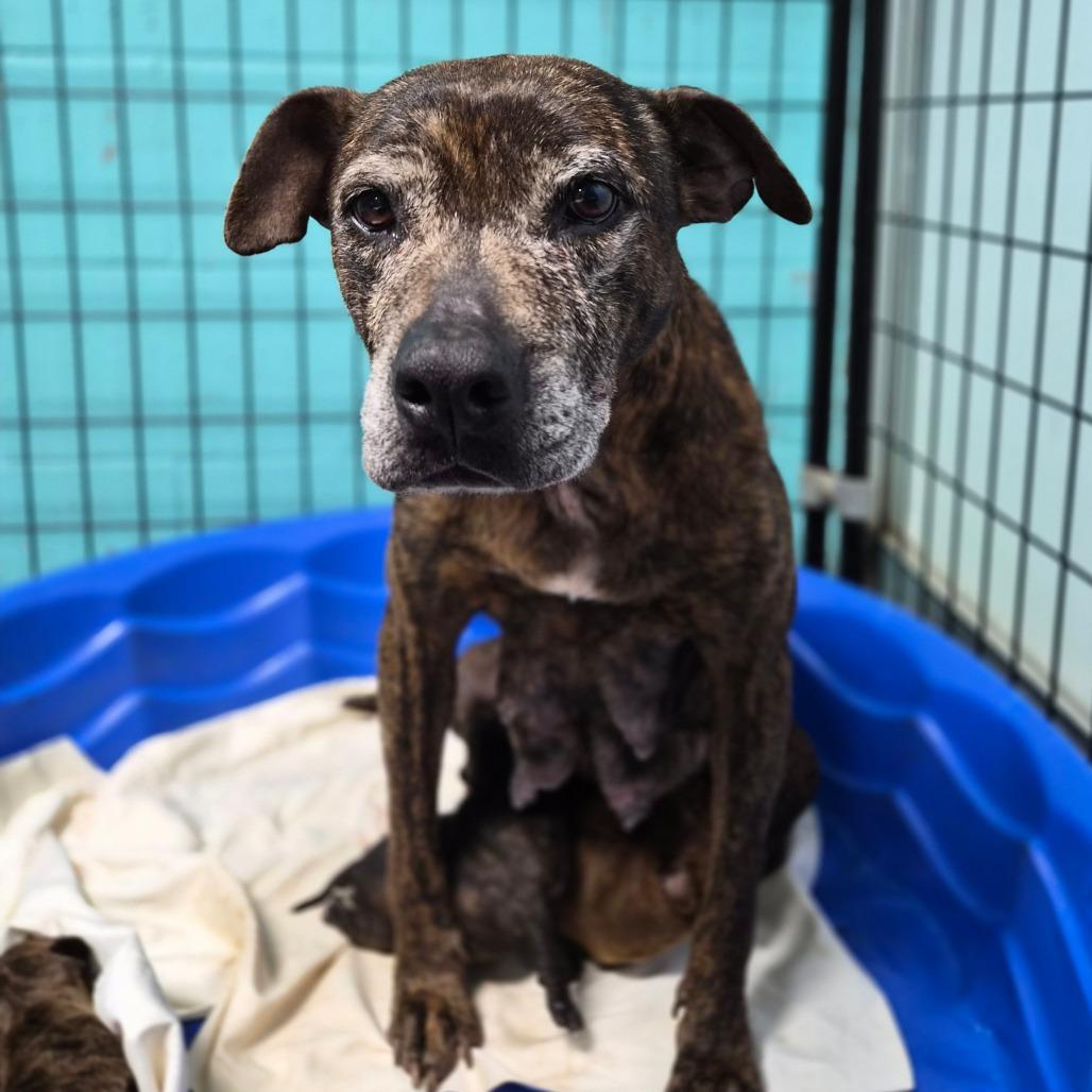 Mama Mia, a Adoptable mixed breed in Wahiawa, HI image 1/2