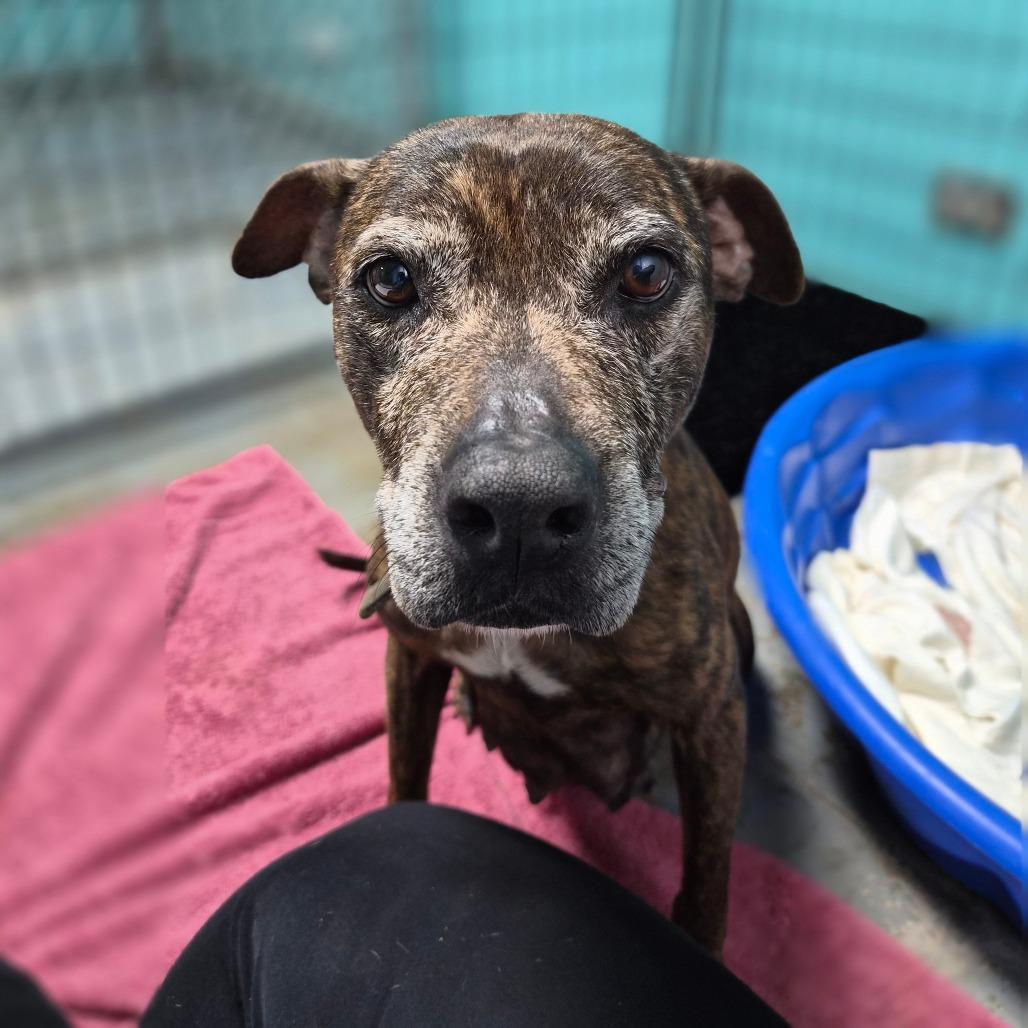 Mama Mia, a Adoptable mixed breed in Wahiawa, HI image 2/2