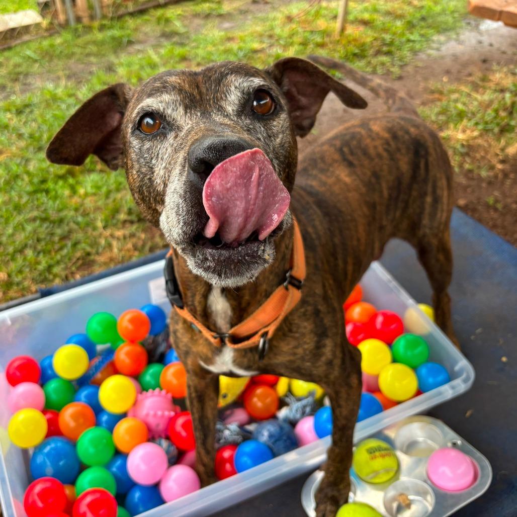 Mama Mia, a Adoptable mixed breed in Wahiawa, HI image 3/3