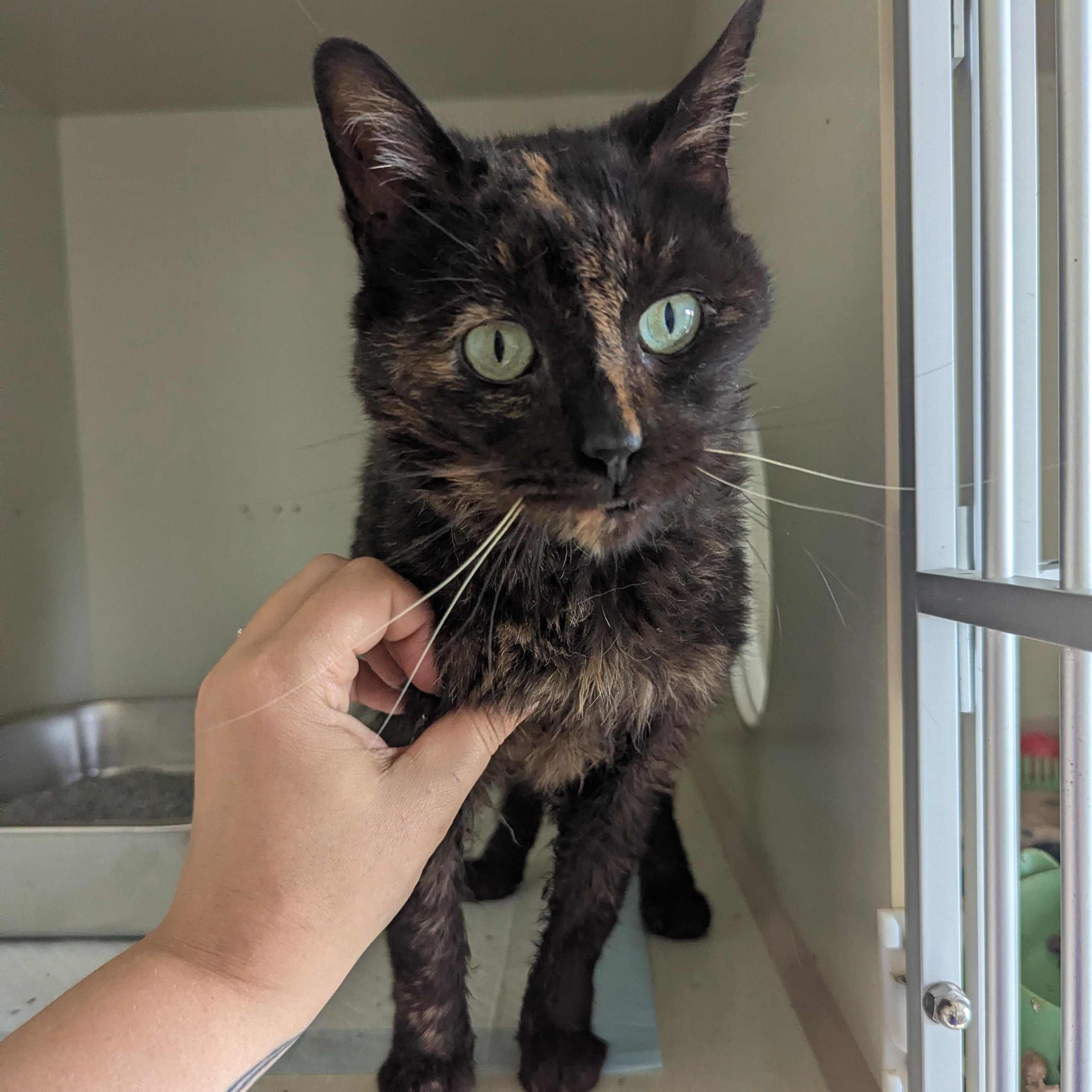 Slurpee, a ADOPTABLE Domestic Short Hair in Morden, MB image 2/2