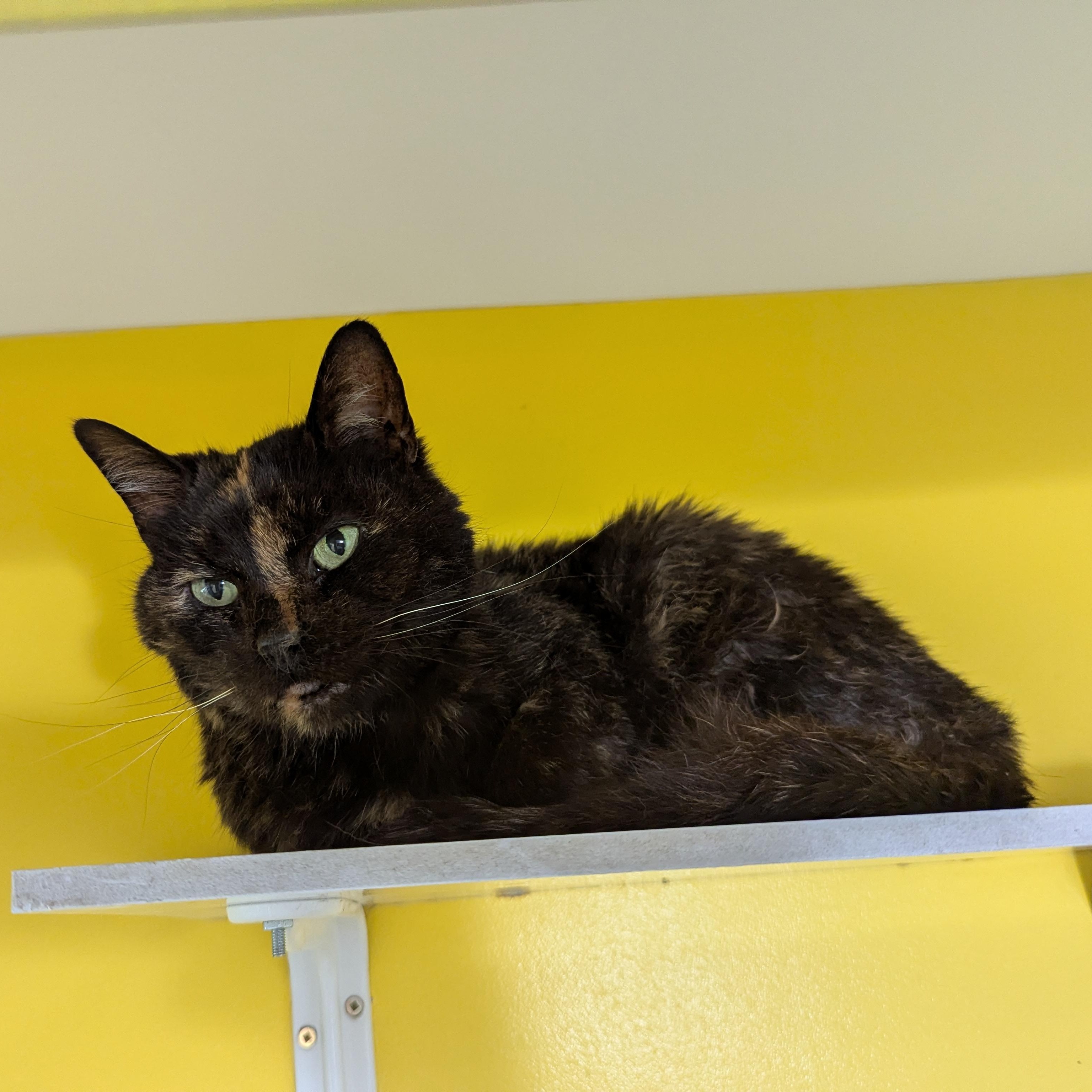 Slurpee, a ADOPTABLE Domestic Short Hair in Morden, MB image 1/2