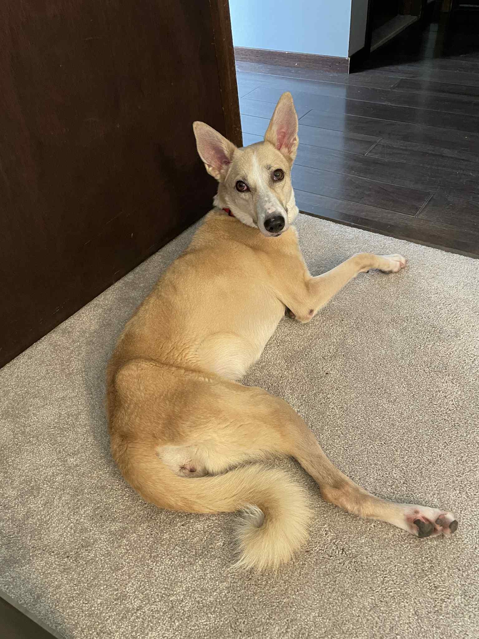 Daisy, an adoptable Saluki, Canaan Dog in Leesburg, VA, 20175 | Photo Image 5