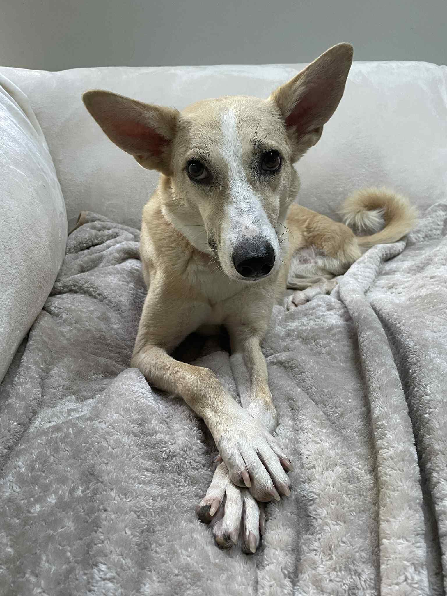 Daisy, an adoptable Saluki, Canaan Dog in Leesburg, VA, 20175 | Photo Image 1