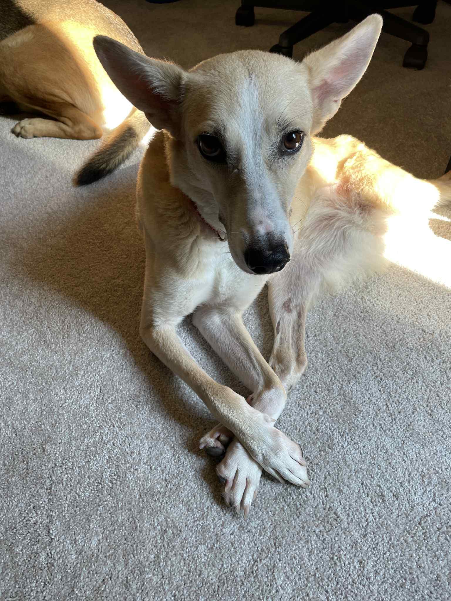 Daisy, an adoptable Saluki, Canaan Dog in Leesburg, VA, 20175 | Photo Image 4