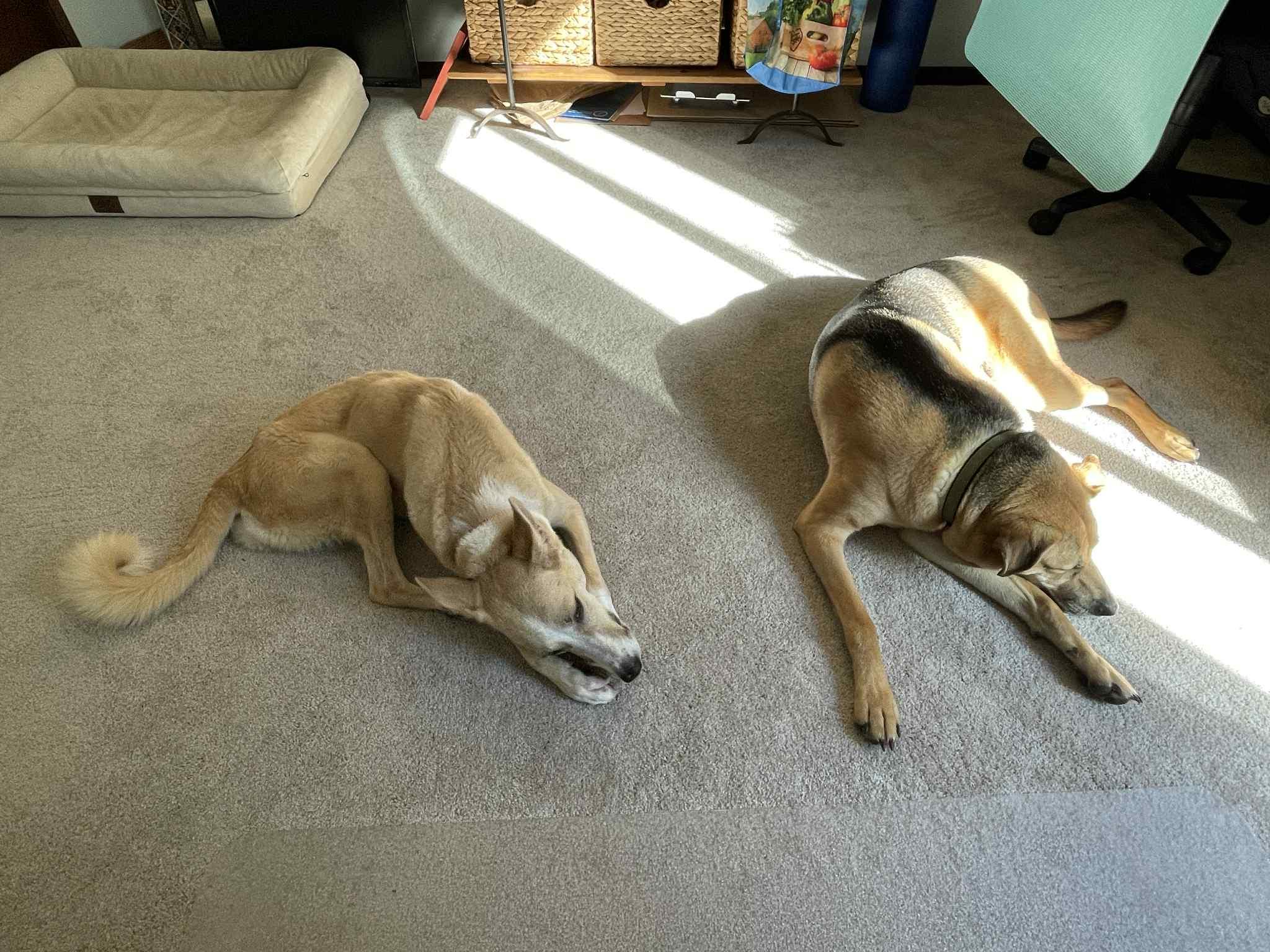 Daisy, an adoptable Saluki, Canaan Dog in Leesburg, VA, 20175 | Photo Image 2