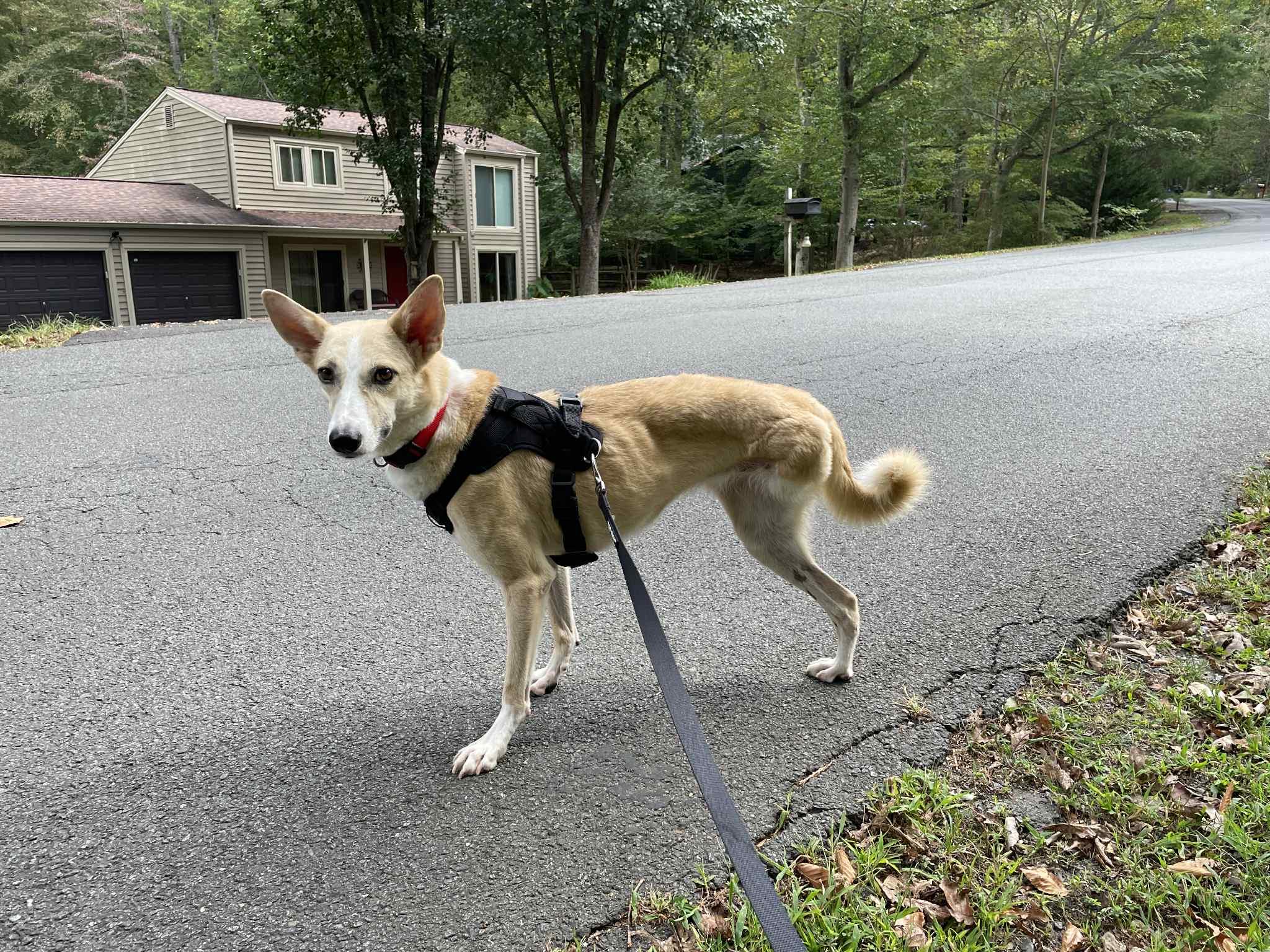 Daisy, an adoptable Saluki, Canaan Dog in Leesburg, VA, 20175 | Photo Image 3