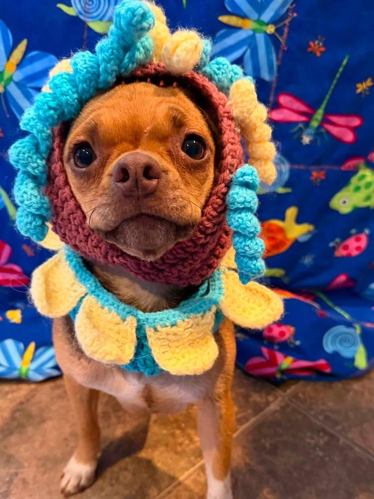 Enlarge Sussie, a Adoptable mixed breed in Scranton, PA image 1/1
