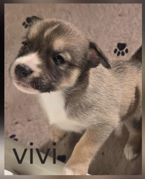 One Piece Litter  thumbnail 2