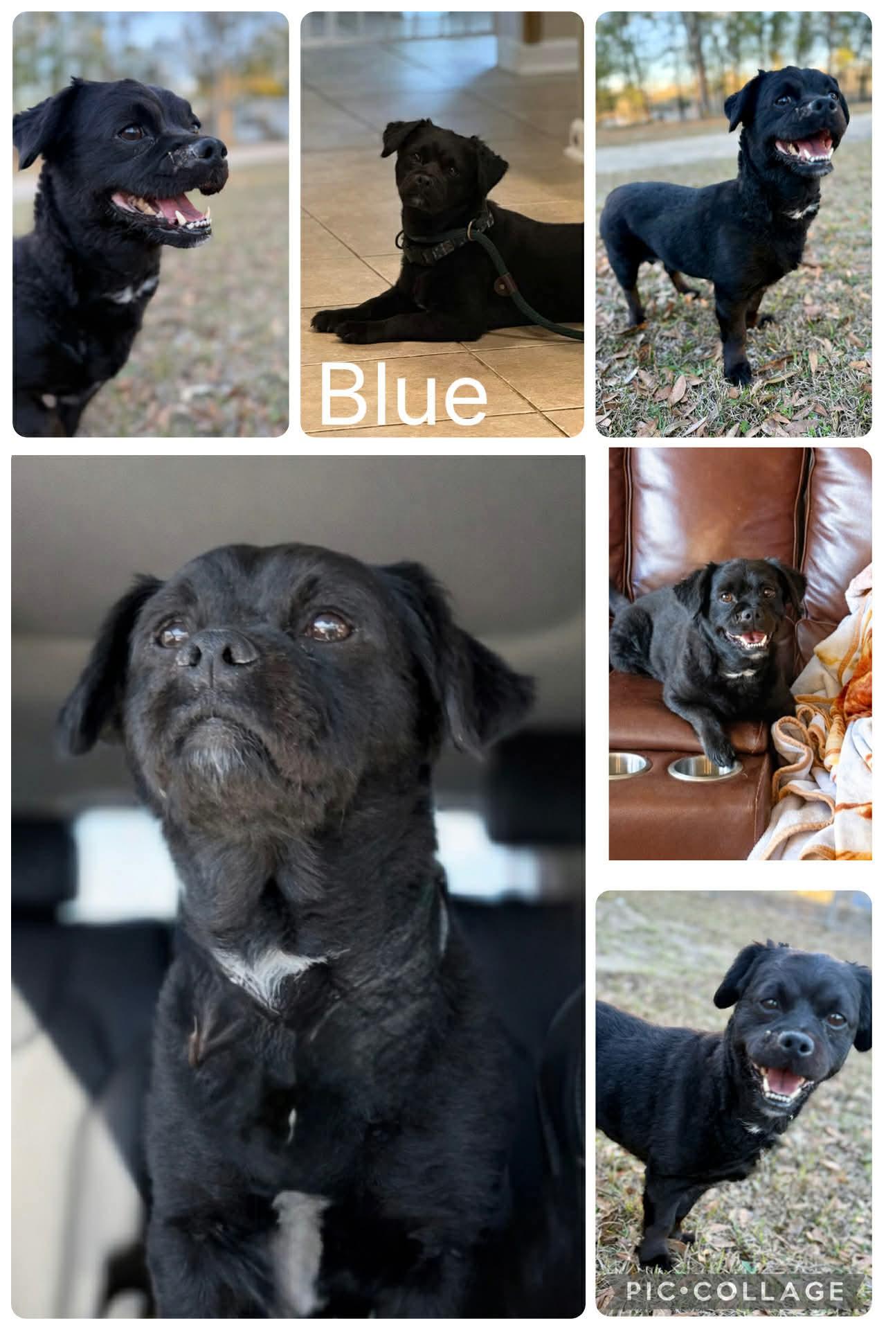 Blue, ADOPTABLE, Adult Male Pekingese.