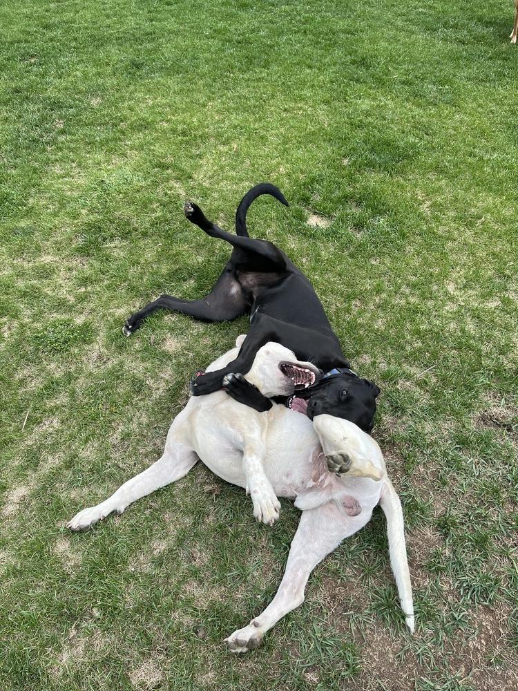 Leo2, Adoptable, Adult Male Shepherd.