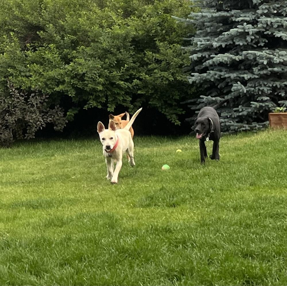 Enlarge Leo2, a Adoptable mixed breed in Littleton, CO image 4/6