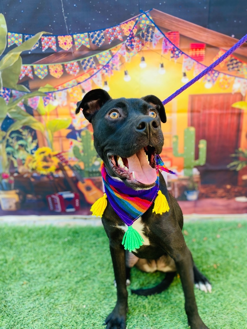 Dog for adoption Merlina, an American Staffordshire Terrier Mix in