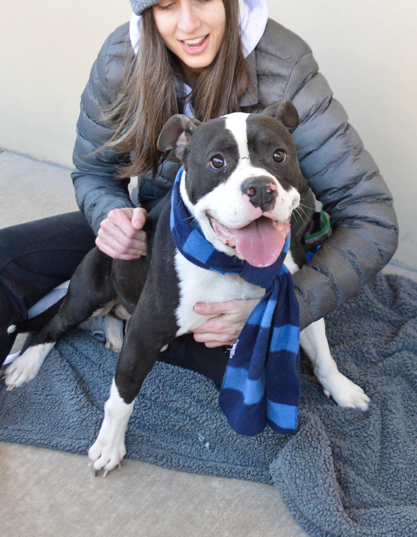 Fizz, Adoptable, Young Male Pit Bull Terrier.