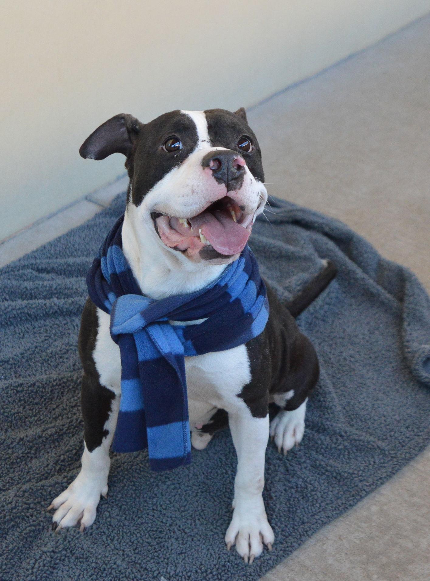 Enlarge Fizz, a Adoptable Pit Bull Terrier in McKinney, TX image 3/3