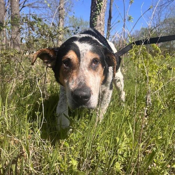 Buddy, Adoptable, Senior Male Mixed Breed.