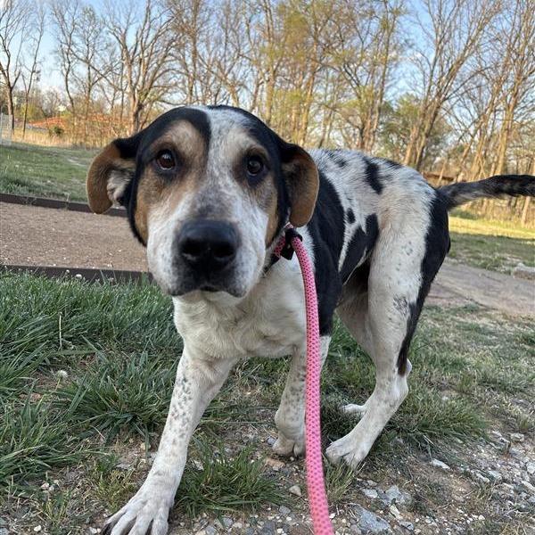 Enlarge Buddy, a Adoptable Mixed Breed in Bentonville, AR image 2/6