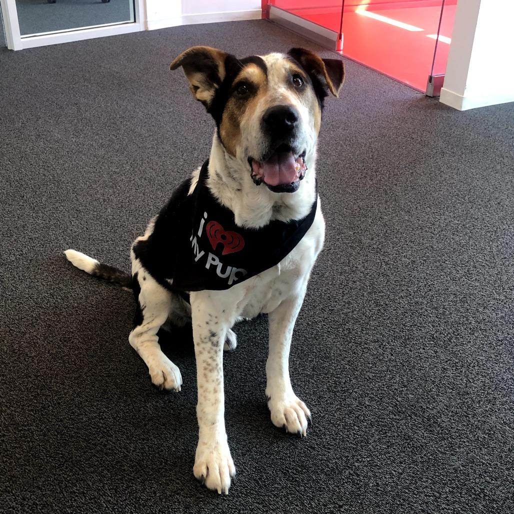 Enlarge Buddy, a Adoptable Mixed Breed in Bentonville, AR image 3/6