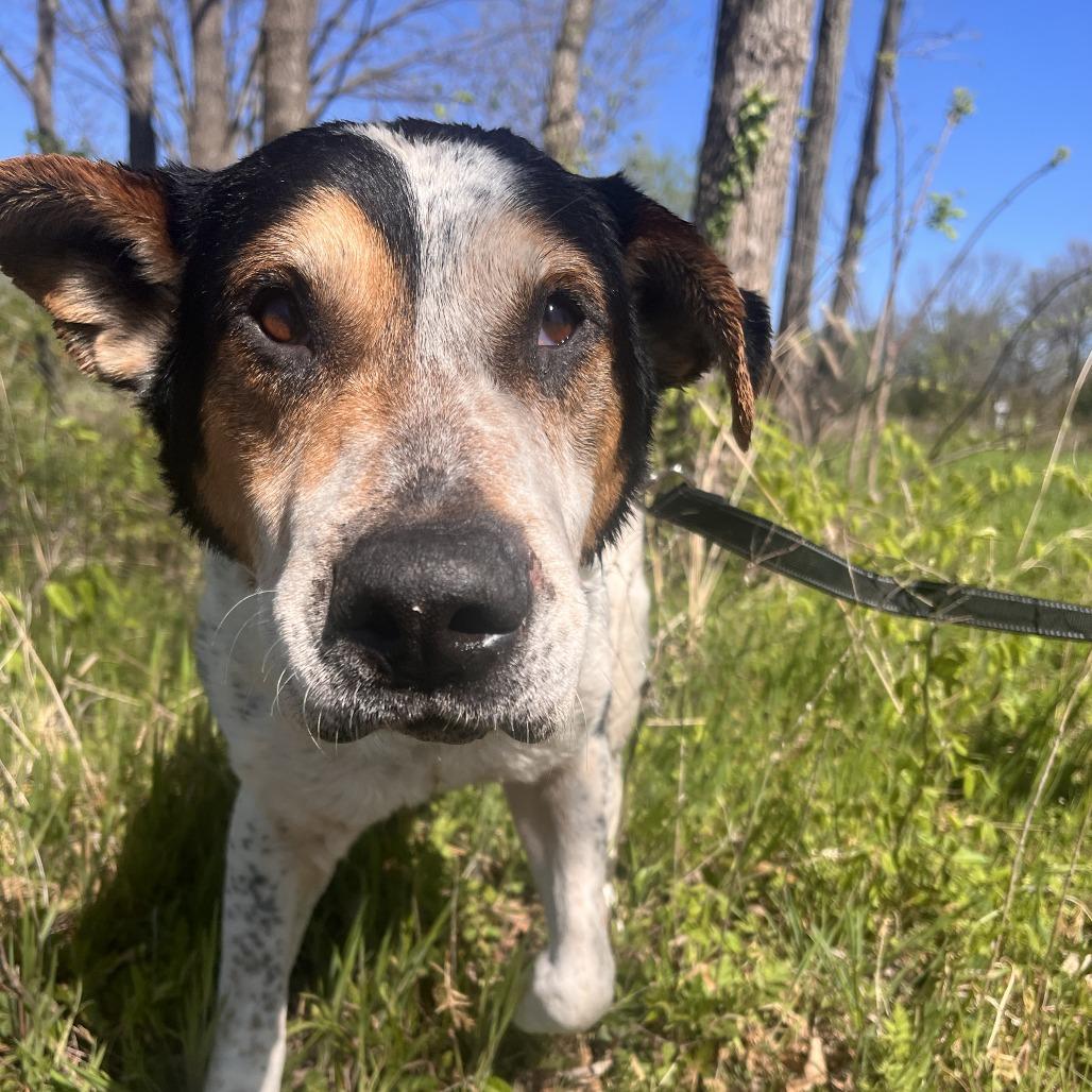 Enlarge Buddy, a Adoptable Mixed Breed in Bentonville, AR image 3/6