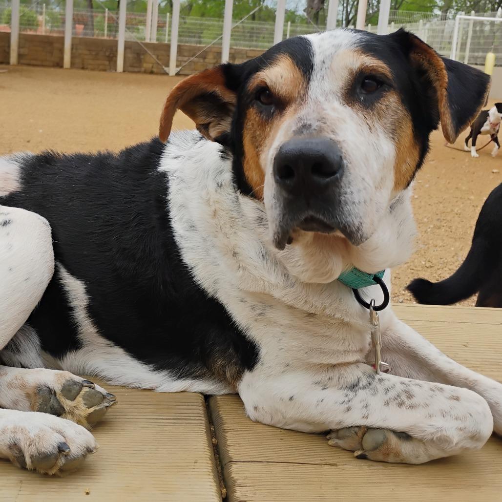 Enlarge Buddy, a Adoptable Mixed Breed in Bentonville, AR image 4/6