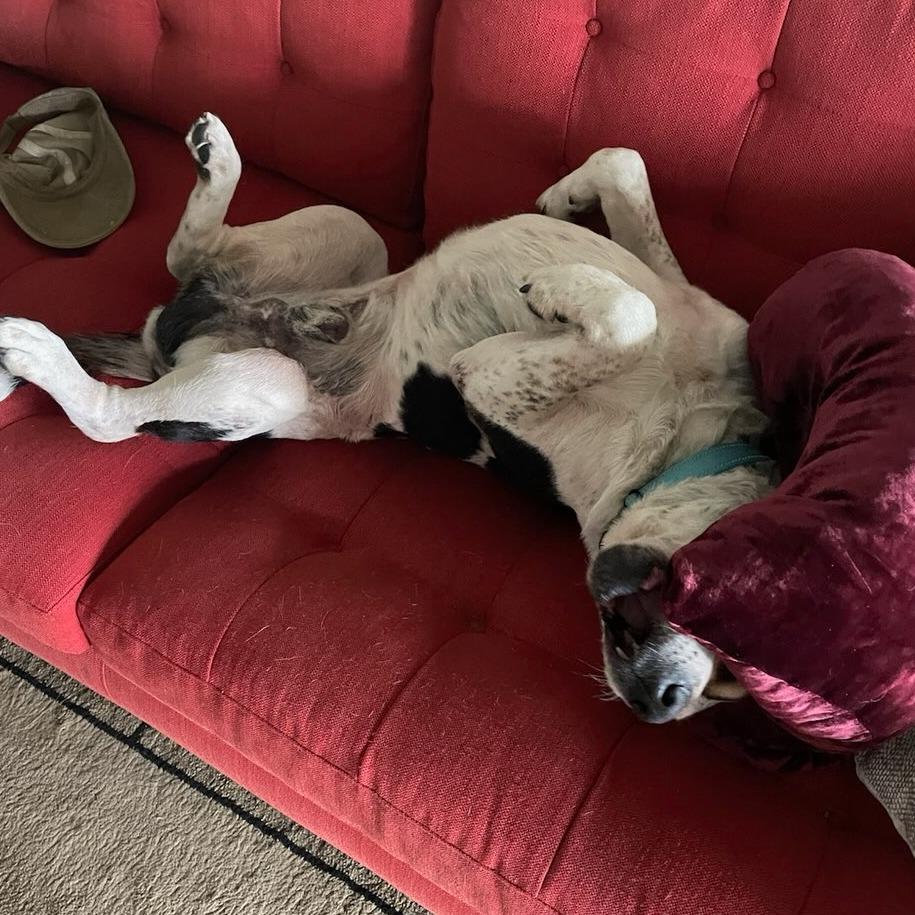 Enlarge Buddy, a Adoptable Mixed Breed in Bentonville, AR image 5/6