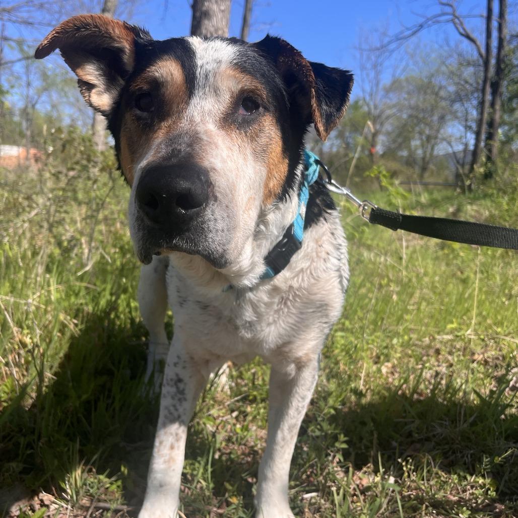 Enlarge Buddy, a Adoptable Mixed Breed in Bentonville, AR image 6/6