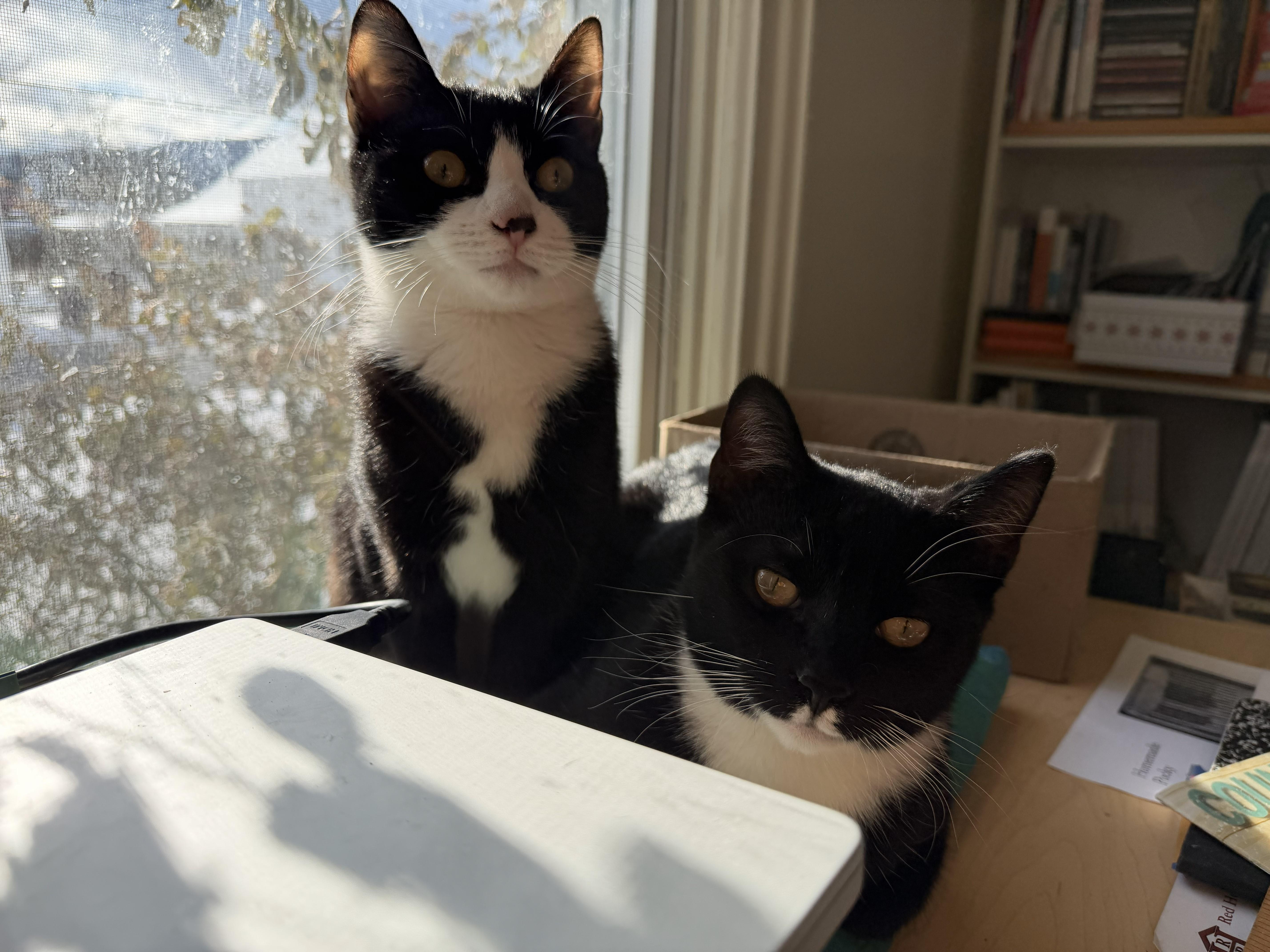 Ziggy and Stella, Adoptable, Kitten Male American Shorthair & Tuxedo.
