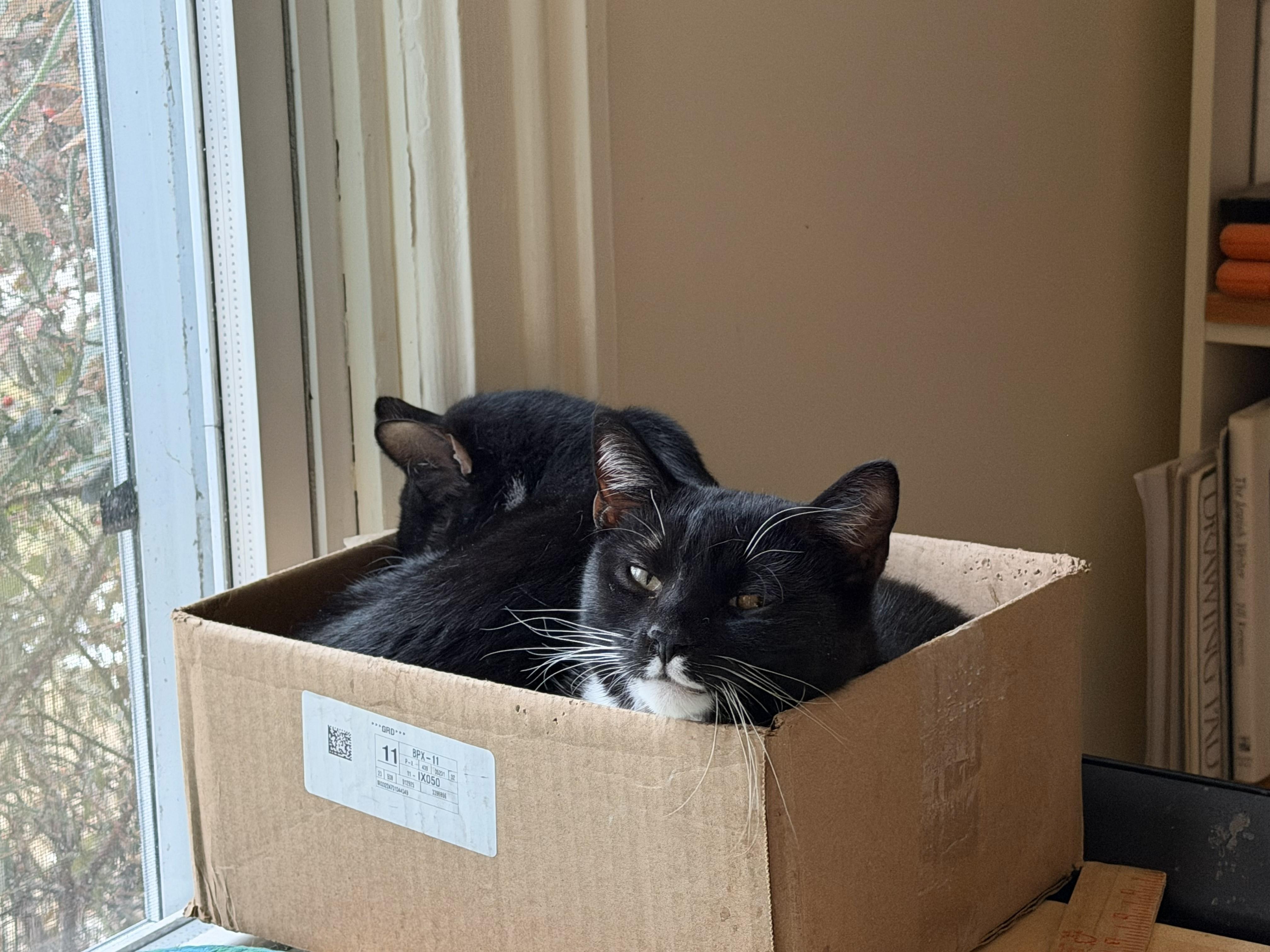 Ziggy And Stella thumbnail 2