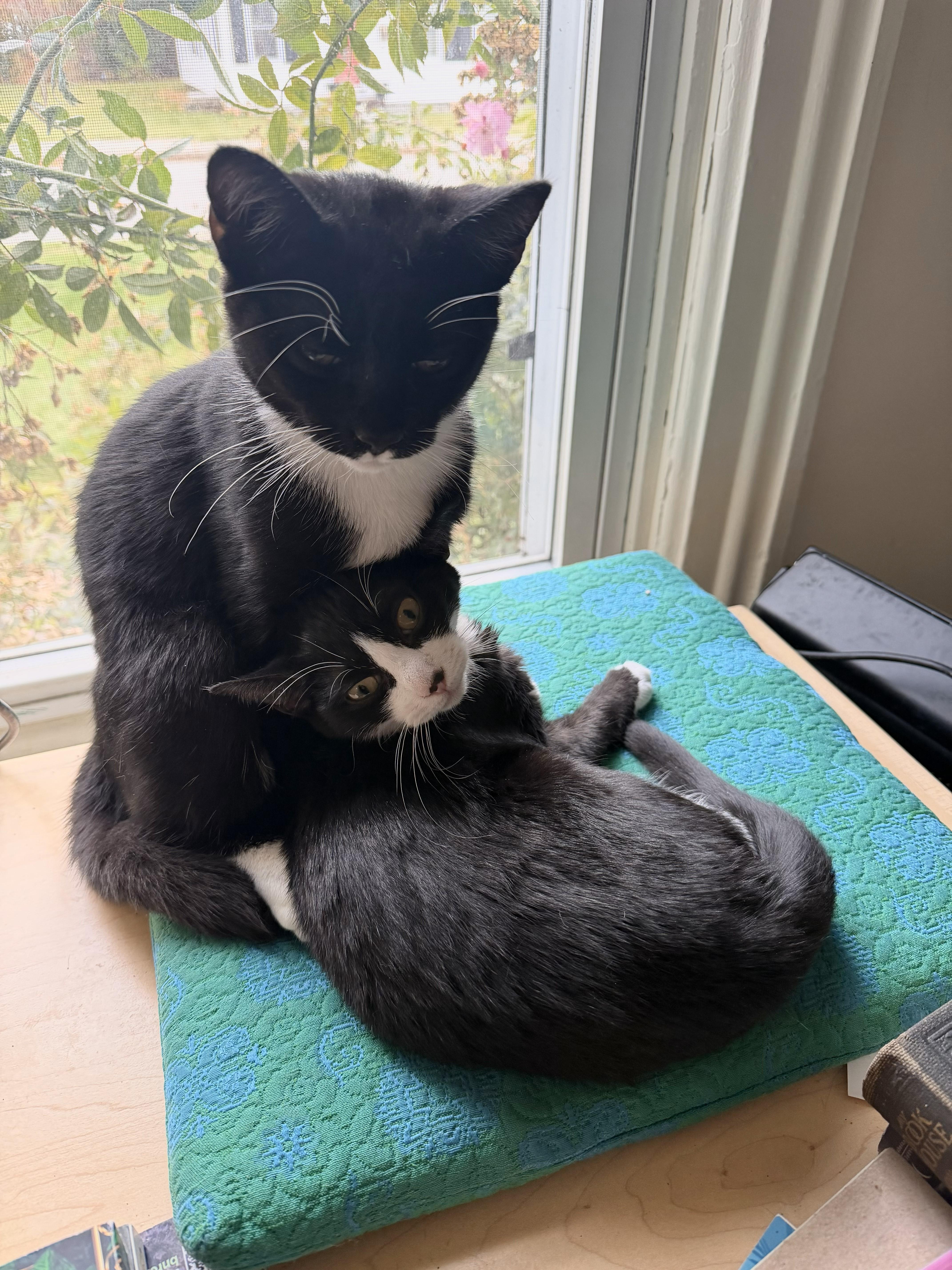 Ziggy And Stella thumbnail 3